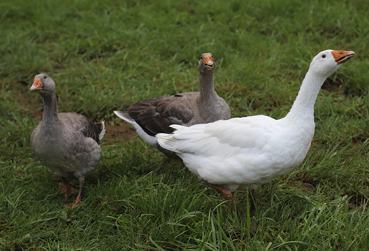 pilgrim geese